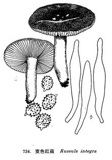 变色红菇的图片