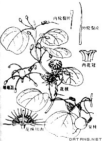 锅铲叶的图片