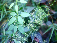 茜草的图片